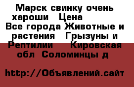 Марск свинку очень хароши › Цена ­ 2 000 - Все города Животные и растения » Грызуны и Рептилии   . Кировская обл.,Соломинцы д.
